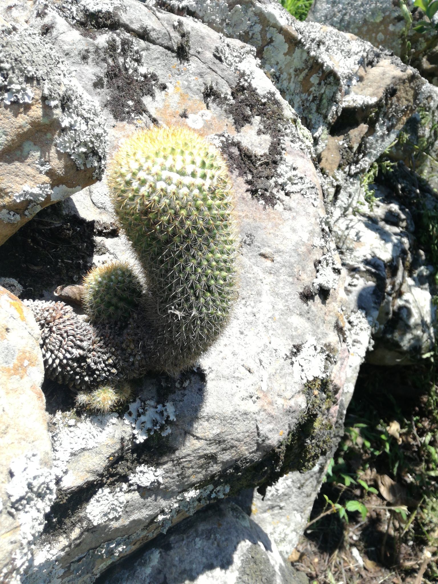 Mammillaria columbiana ssp. Columbiana